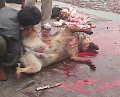 torture animaux
