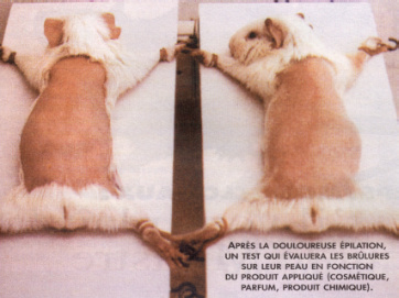 test sur animaux